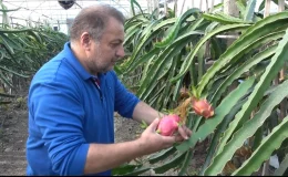 Bilecik’te Berber Mehmet Kılıç, Ejder Meyvesi Üretiminde Seri Üretime Geçti