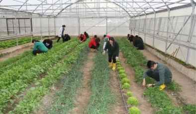 Erzincan’da öğrencilerin serada organik sebze üretimi