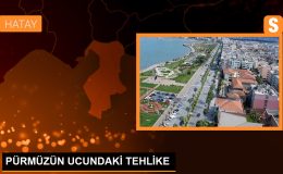 Pürmüz Kullanımı İnsan Sağlığına Zararlı Olabilir