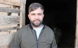Kurtlar Havsa’da Besicilerin Hayvanlarına Saldırdı