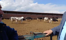 CHP Milletvekili Gürer, hayvancılıkta yaşanan sorunları gündeme getirdi