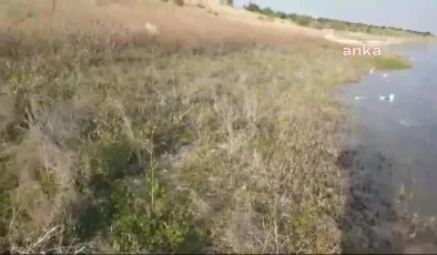 Elazığ’da Keban Baraj Gölü’nde Martı Ölümleri Endişe Yaratıyor